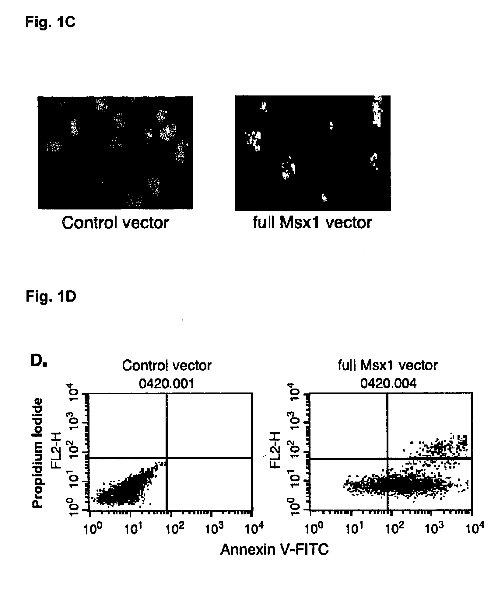 Novel agent for inducing apoptosis comprising msx1 or a gene encoding the same as an active ingredient