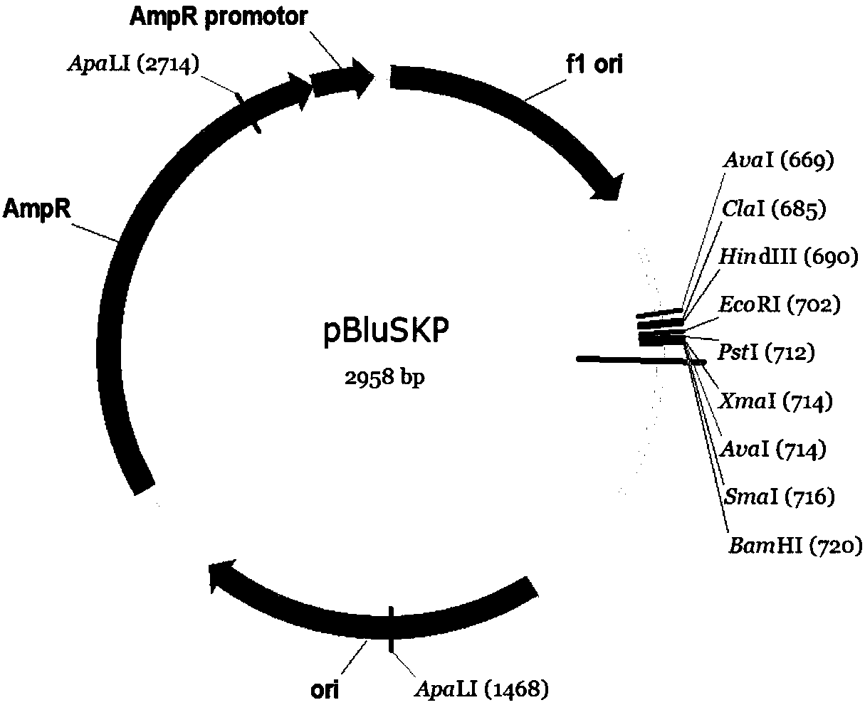 Human embryonic stem cell line capable of controlling gene expression and application thereof