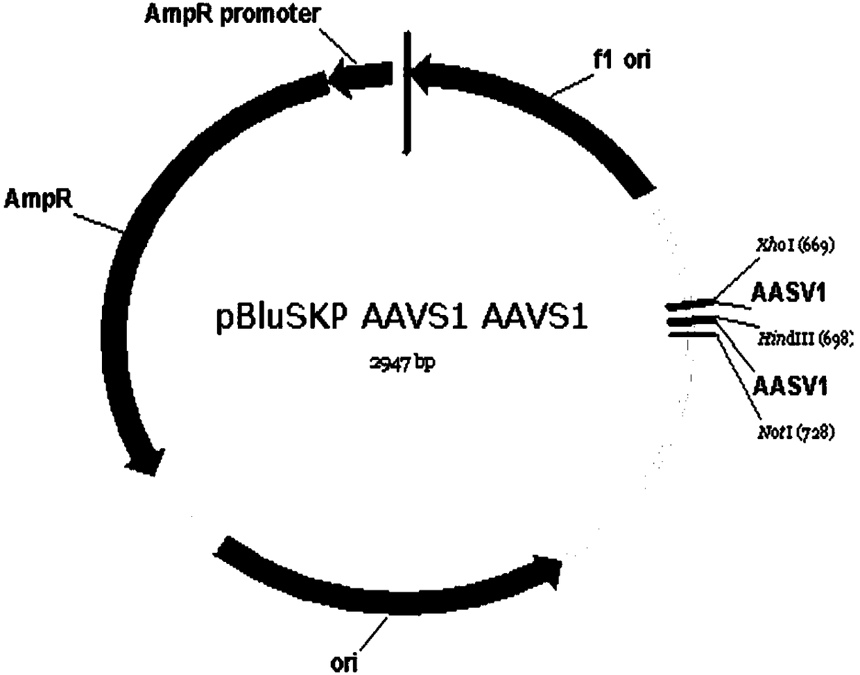 Human embryonic stem cell line capable of controlling gene expression and application thereof