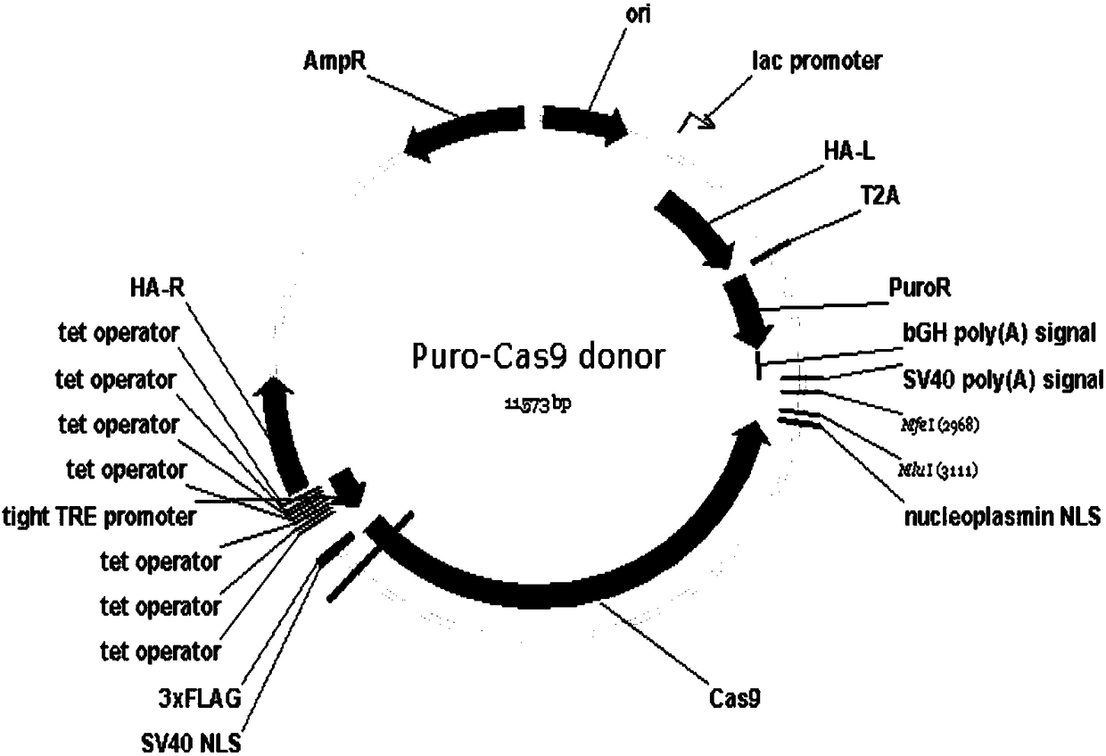 Human embryonic stem cell line capable of controlling gene expression and application thereof