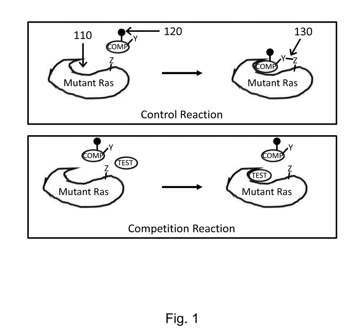 Method for screening inhibitors of Ras