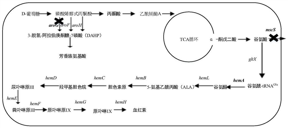 Method for increasing content of intracellular heme in escherichia coli