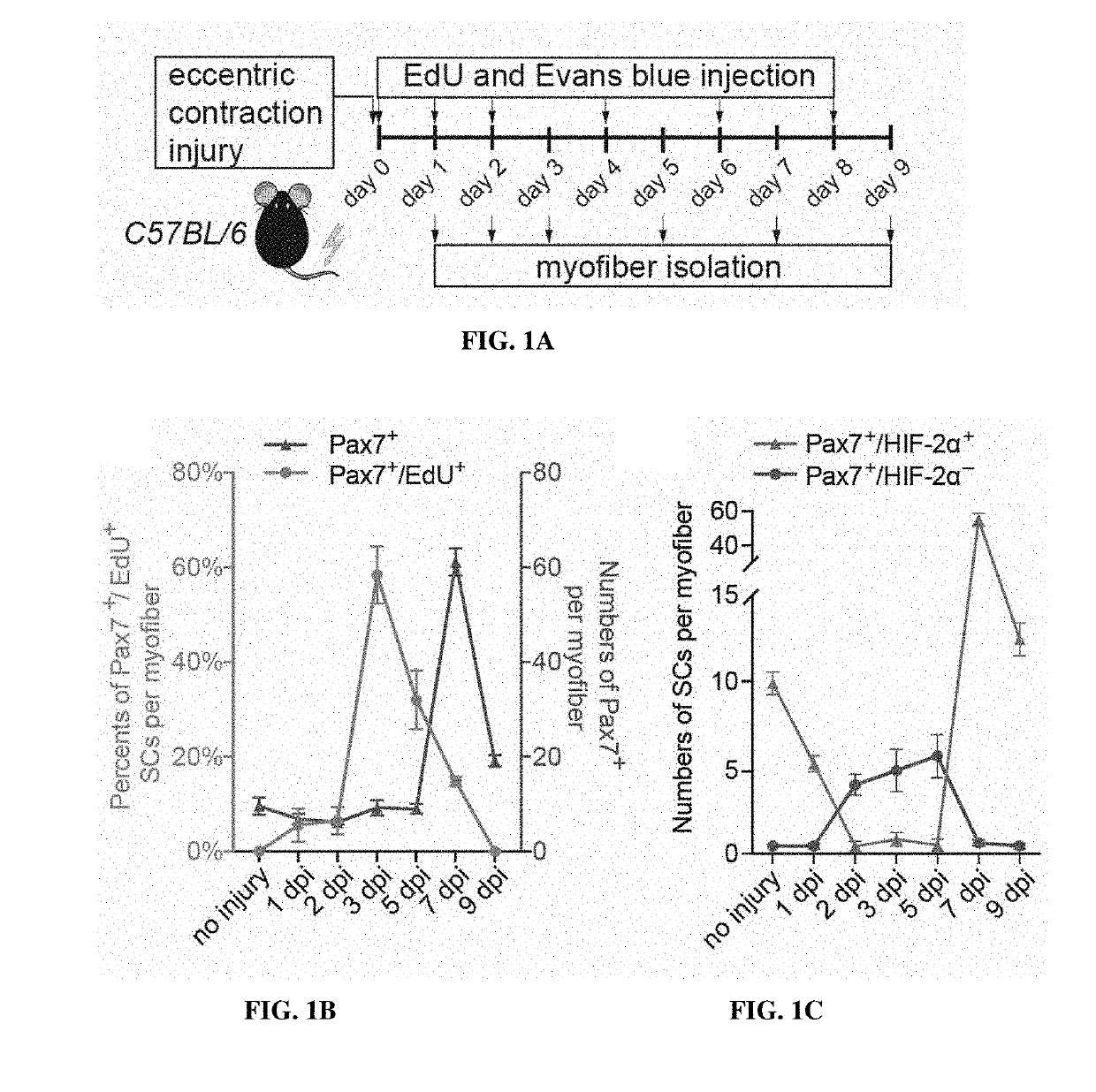 Compositions and methods of modulating hif-2a; to improve muscle generation and repair