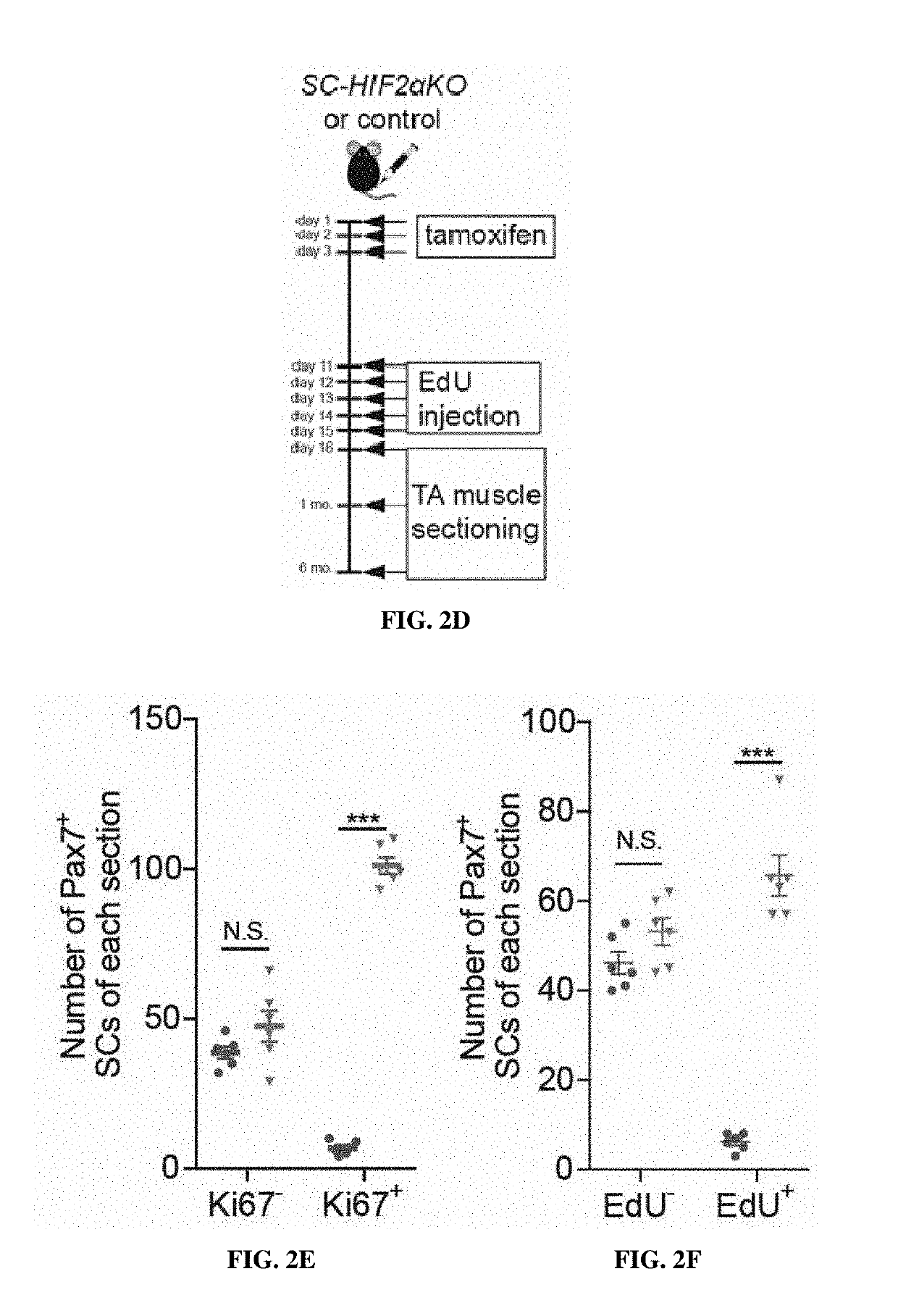 Compositions and methods of modulating hif-2a; to improve muscle generation and repair