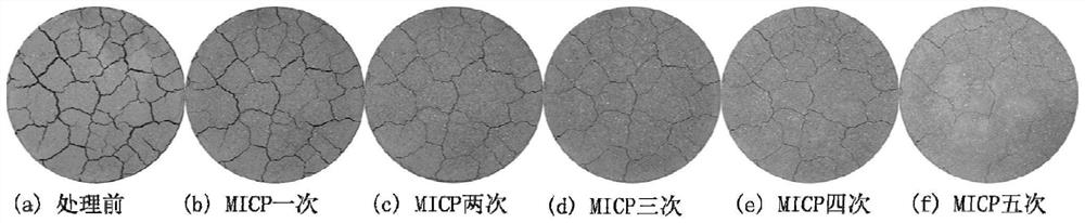 A method of using microorganisms to prevent and control soil shrinkage and cracking