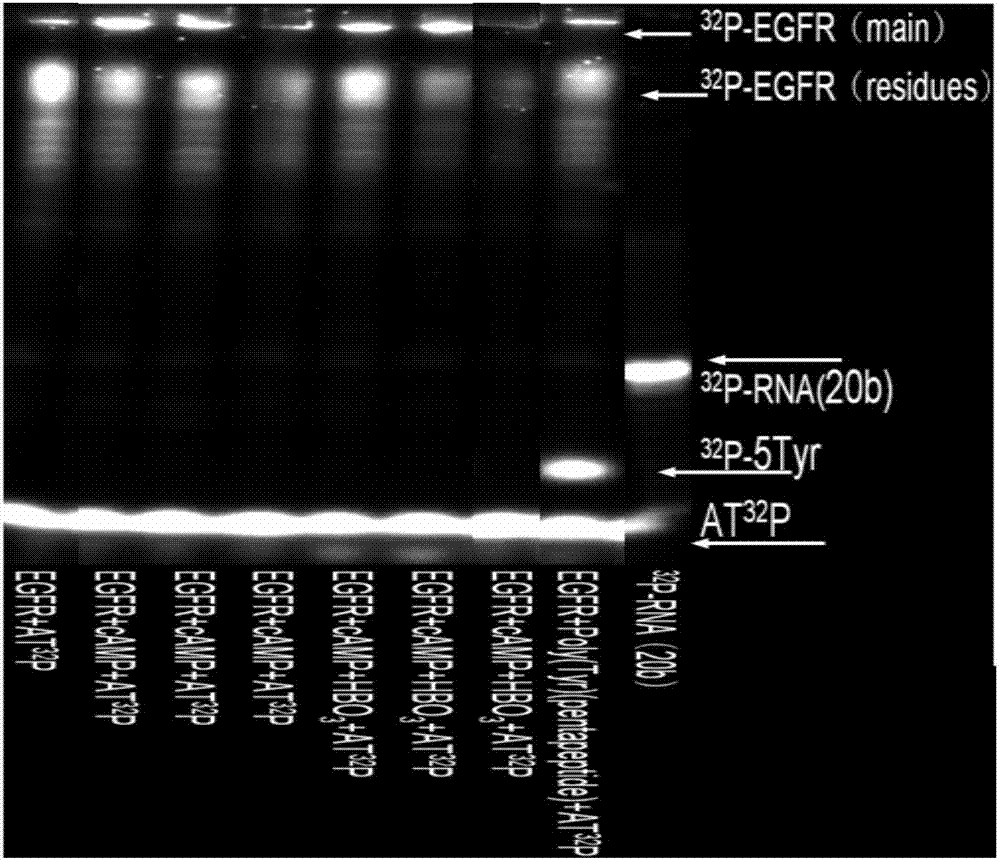 Cyclic adenosine monophosphate boric acid complex, preparation method thereof, anti-tumor drug and neutron capture therapy boron agent