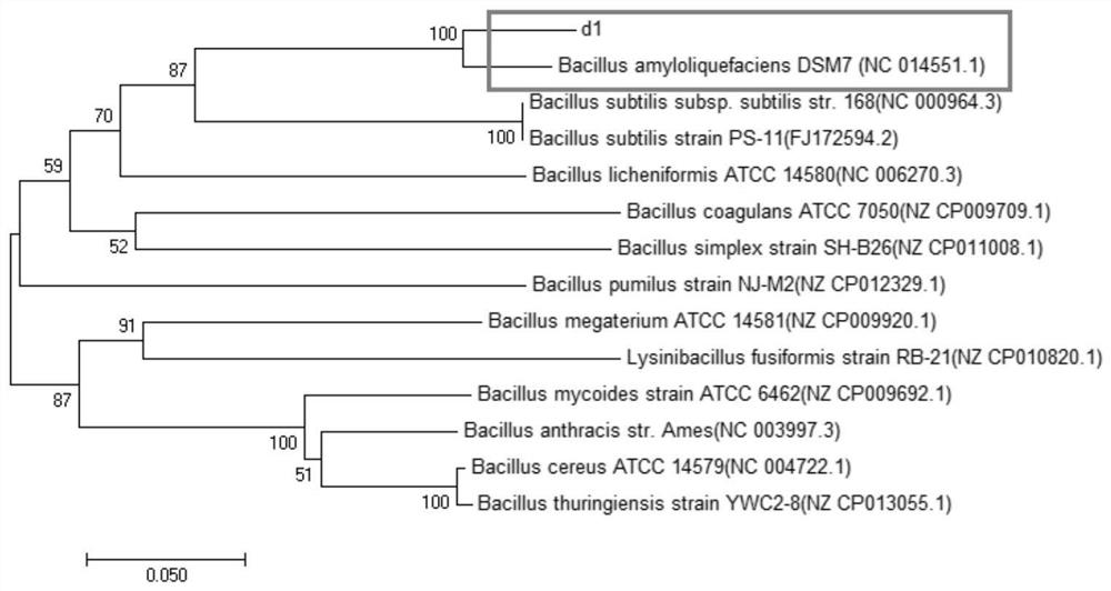 A strain of Bacillus amyloliquefaciens and its application