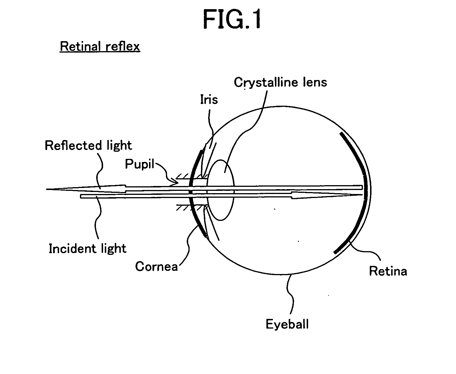 Organism eye judgment method and organism eye judgment device