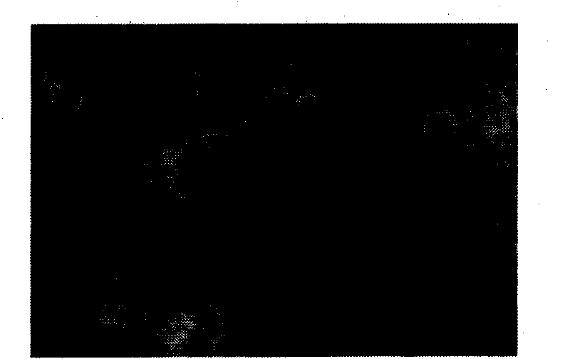 Method for synthesizing copper-indium-selenium nanocrystalline