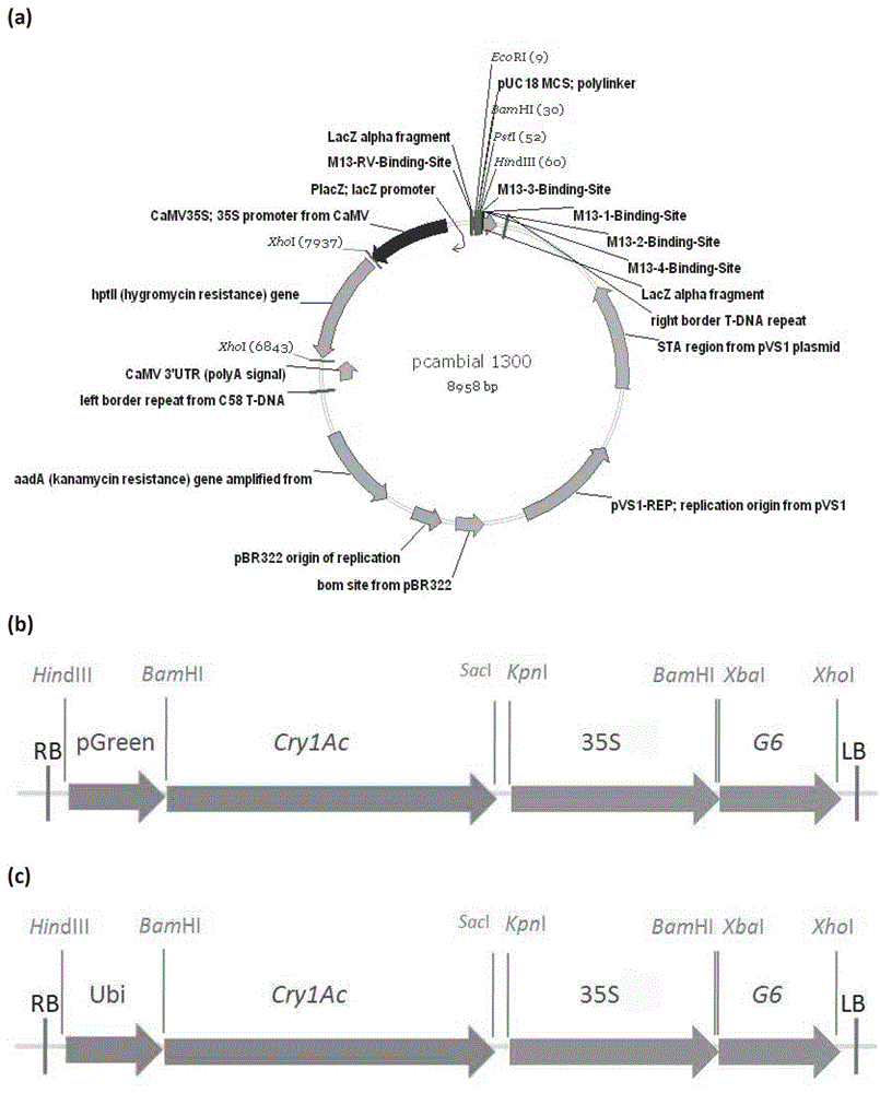 Plant green tissue-specific expression promoter pGreen and application thereof