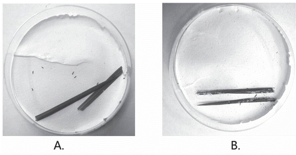 Plant green tissue-specific expression promoter pGreen and application thereof