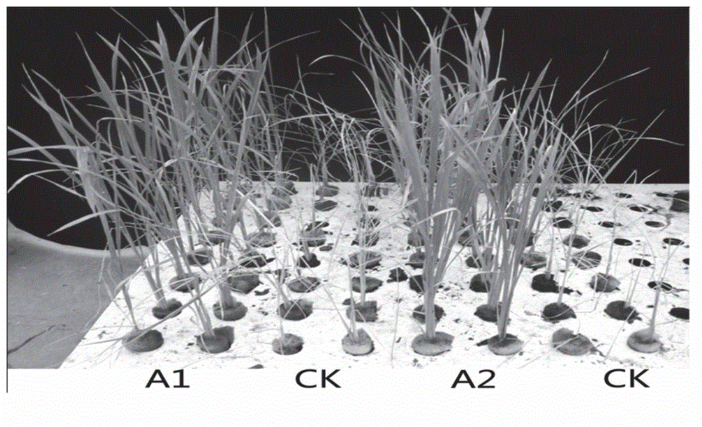 Plant green tissue-specific expression promoter pGreen and application thereof