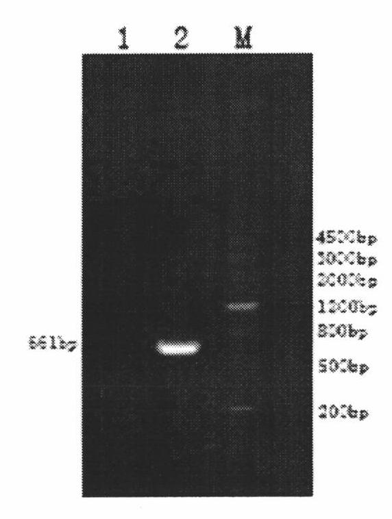 Application of herba saussureae involucratae sikCOR gene in cultivating cold resistant plant