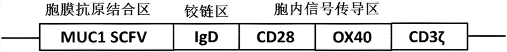 Anti-MUC1 CAR-T cell and its preparation method and application