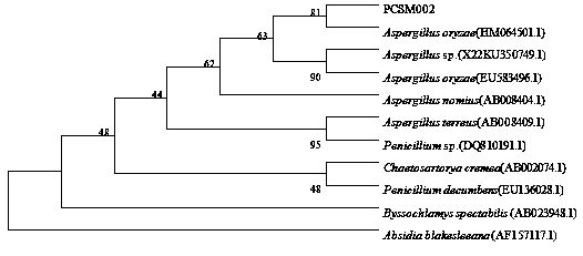 Aspergillus oryzae strain PCSM002 and application thereof