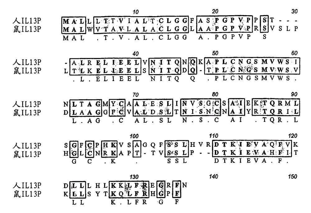 Human antibody molecules for IL-13