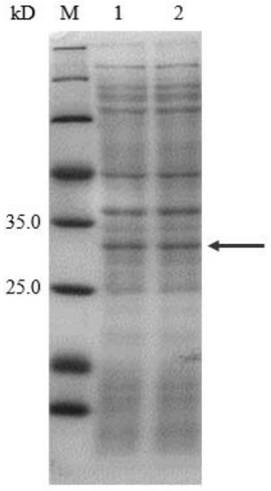 Dehalogenase HadD14 as well as coding gene and application thereof