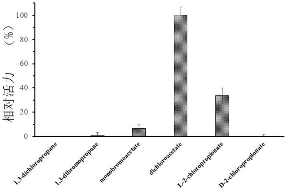 Dehalogenase HadD14 as well as coding gene and application thereof