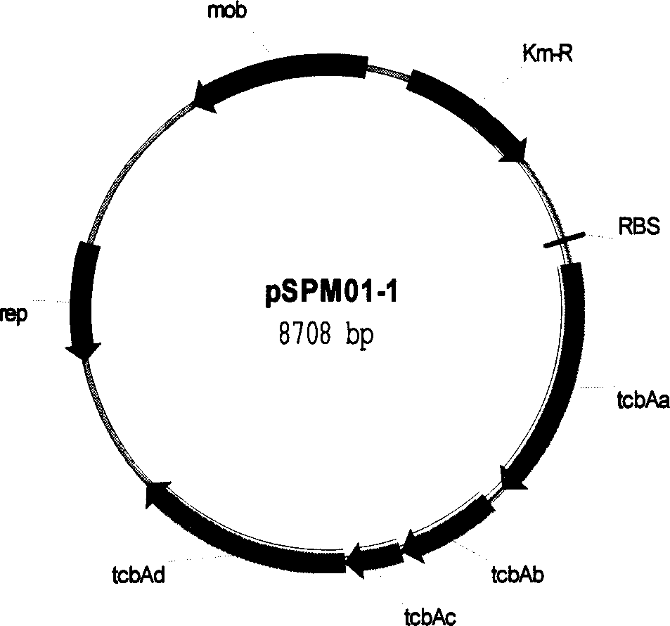 Engineering bacteria for expressing benzene ring bioxygerase and its application