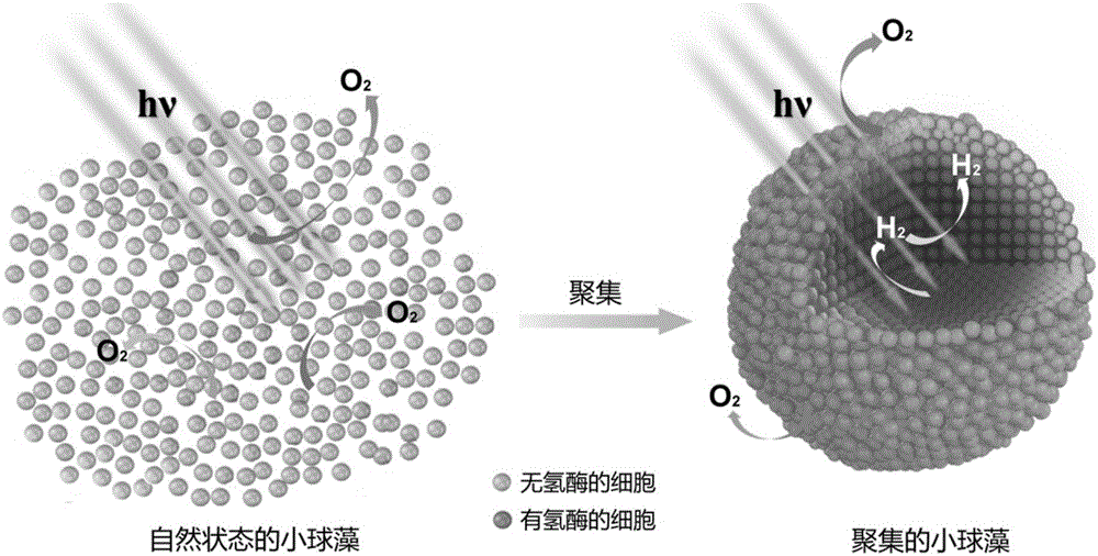 Method for cultivating microalgae to generate hydrogen