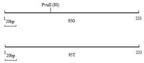 Molecular biological method for breeding high-quality mutton sheep