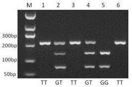 Molecular biological method for breeding high-quality mutton sheep