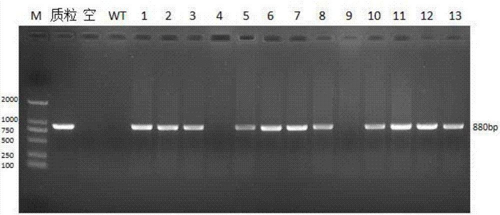 Application of FHL3 gene in promotion of animal growth