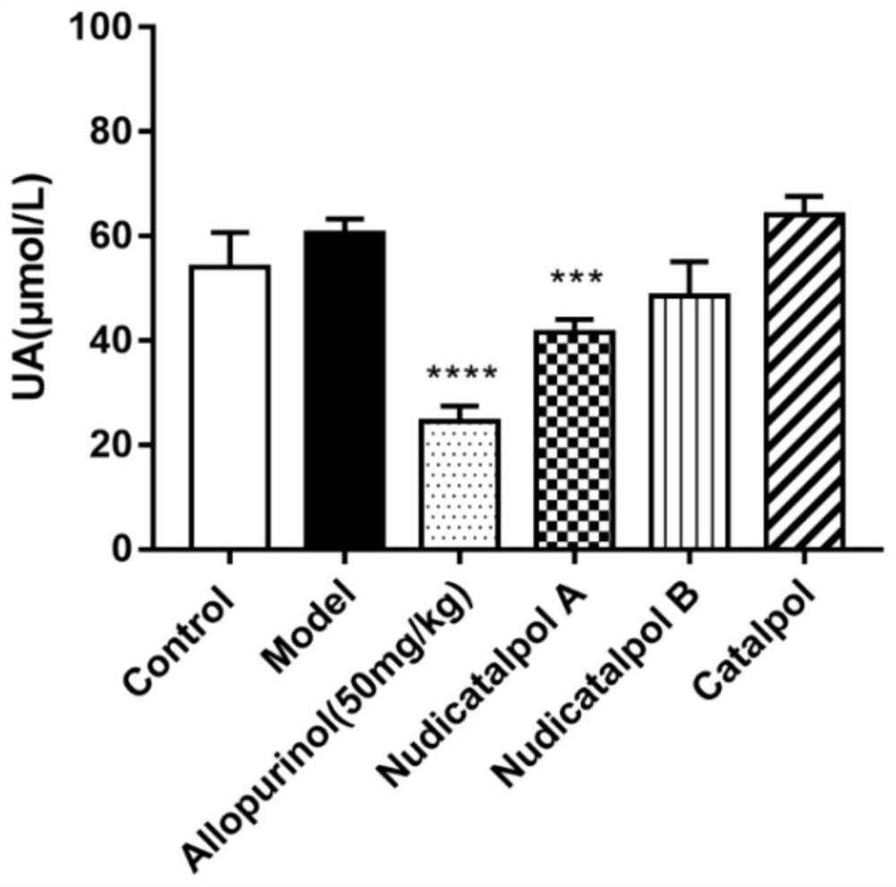 Compounds Nudicatalpol A and Nudicatalpol B, and application thereof