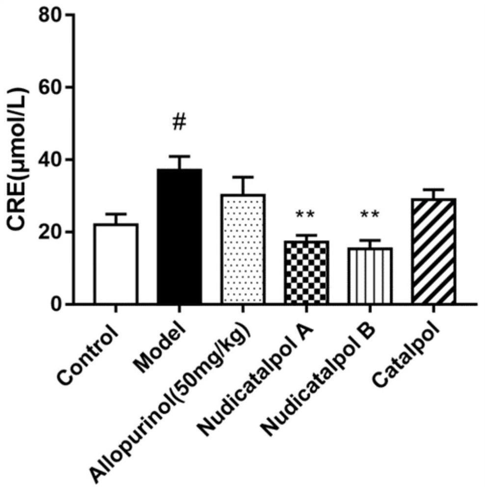 Compounds Nudicatalpol A and Nudicatalpol B, and application thereof