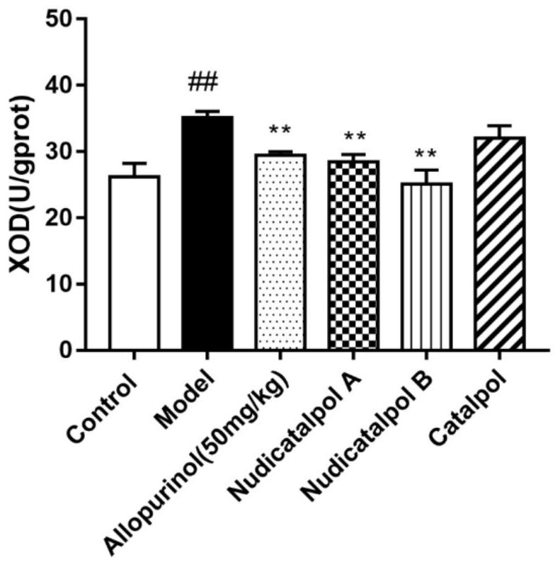 Compounds Nudicatalpol A and Nudicatalpol B, and application thereof