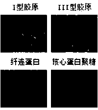 Cell culture substrate, and preparation method and application thereof