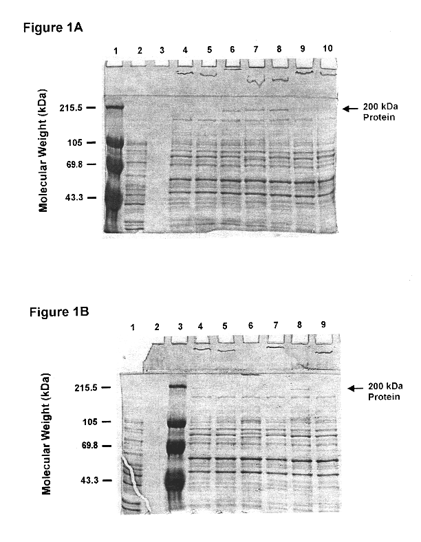 High molecular weight major outer membrane protein of moraxella