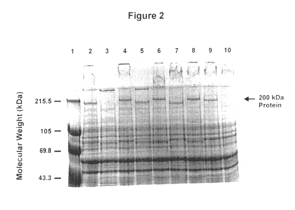 High molecular weight major outer membrane protein of moraxella