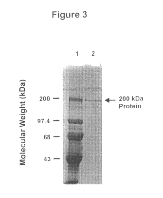 High molecular weight major outer membrane protein of moraxella