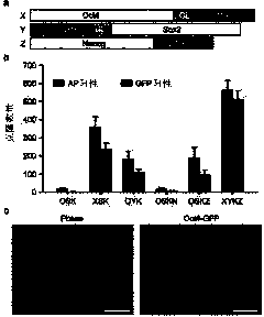 Artificial transcription factor induced pluripotent stem cells