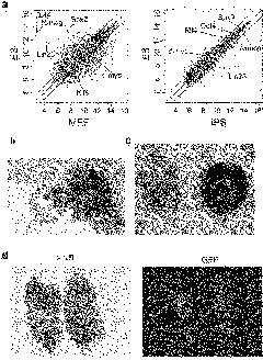 Artificial transcription factor induced pluripotent stem cells