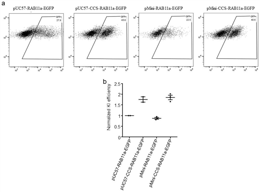 DNA template for modifying primary cells by gene editing and fixed-point insertion method