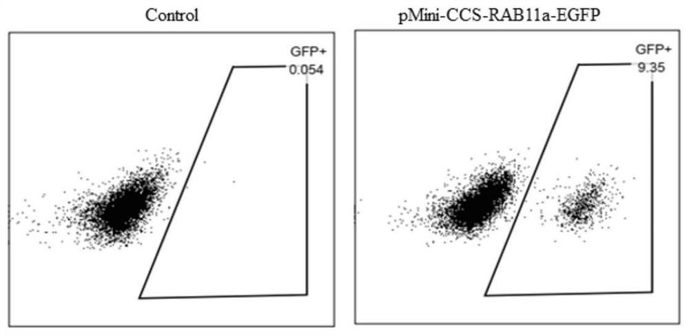 DNA template for modifying primary cells by gene editing and fixed-point insertion method