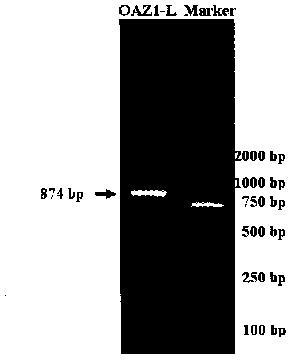 Method for acquiring goose OAZ1 gene full length CDS sequence and detecting expression rule thereof quickly