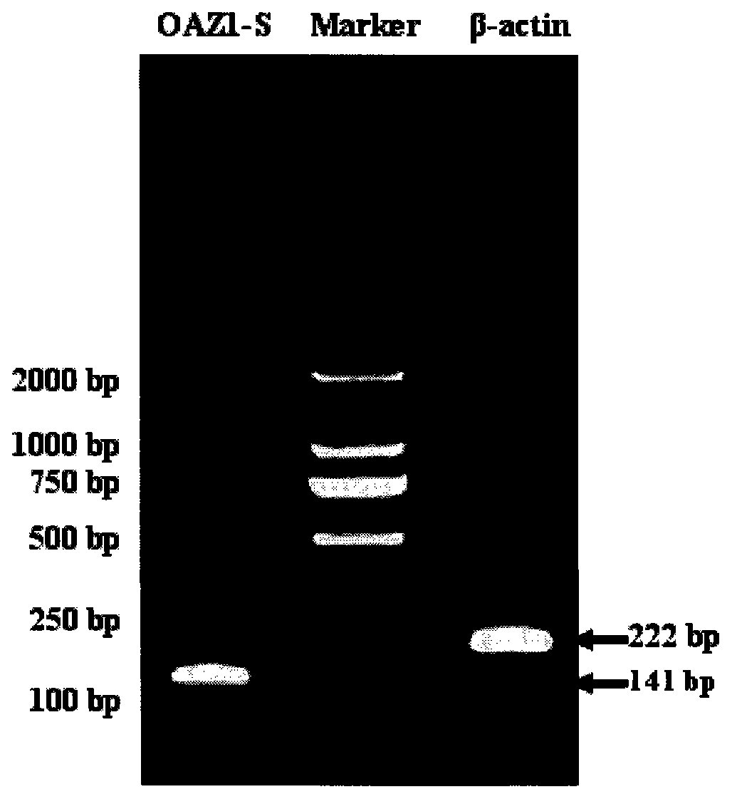 Method for acquiring goose OAZ1 gene full length CDS sequence and detecting expression rule thereof quickly