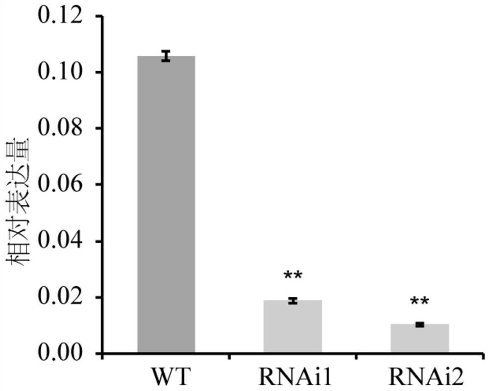 Protein related to plant type as well as coding gene and application of the protein