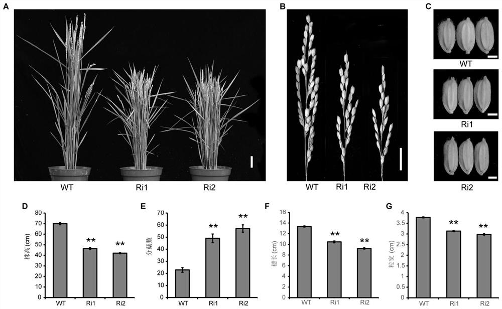 Protein related to plant type as well as coding gene and application of the protein