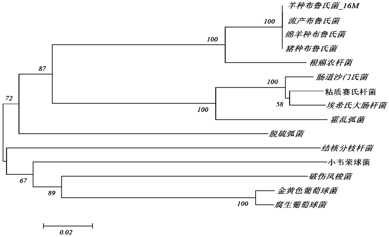 Brucella biological terrorism warfare agent field gene detection method