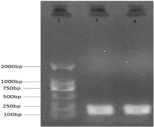 Brucella biological terrorism warfare agent field gene detection method