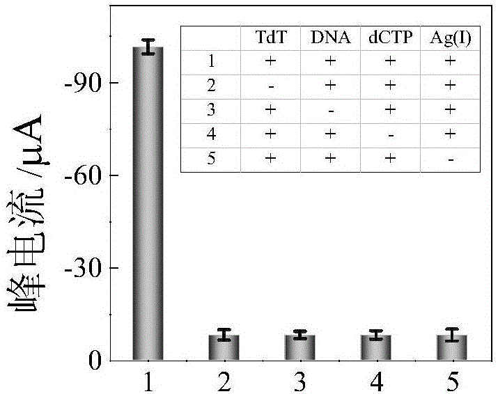 Preparation method for synthesizing silver nanocluster electrochemical biosensor based on DNA signal amplification technique and application of electrochemical biosensor