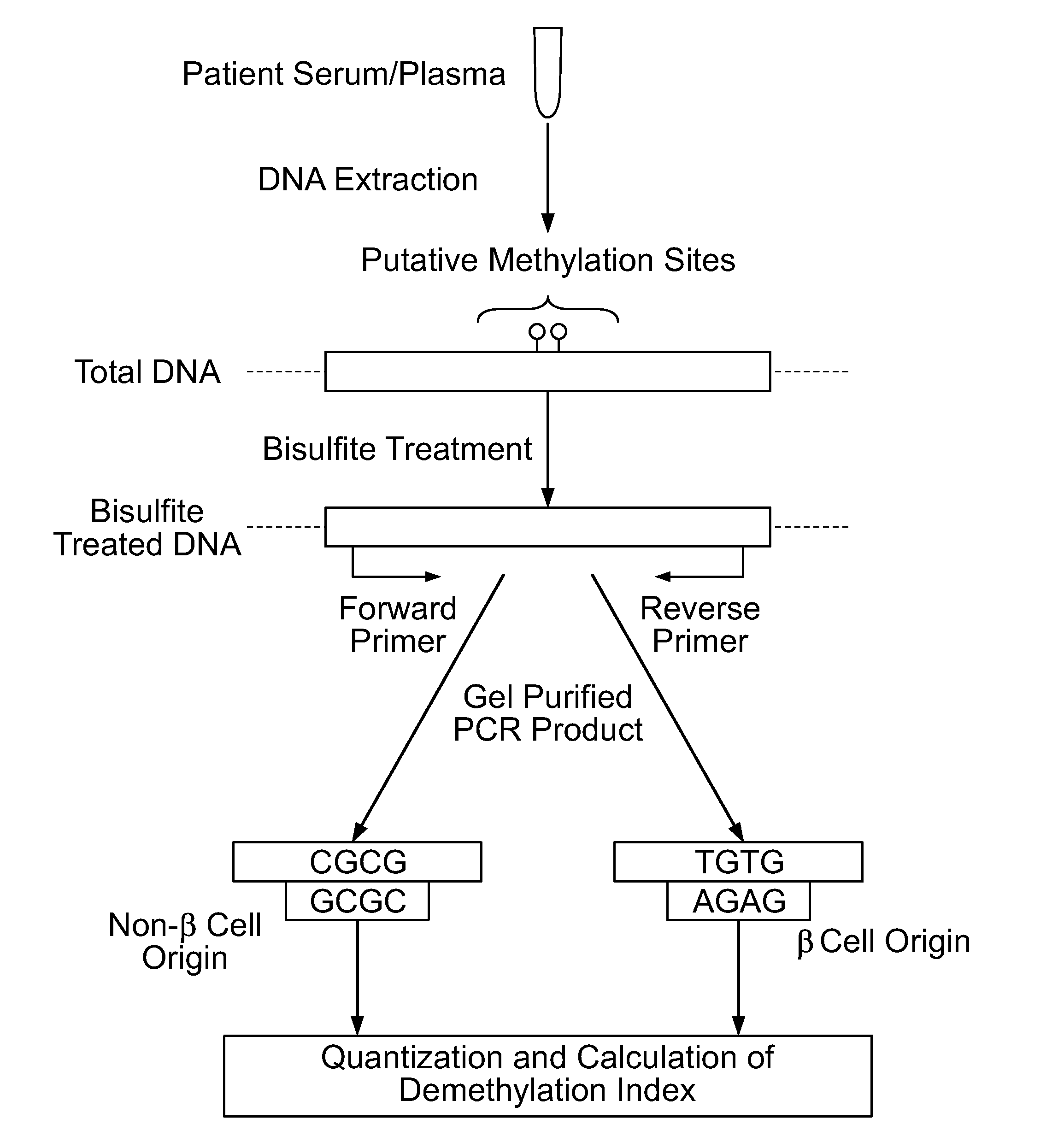 Method for using probe based PCR detection to measure the levels of circulating demethylated beta cell derived DNA as a measure of beta cell loss in diabetes