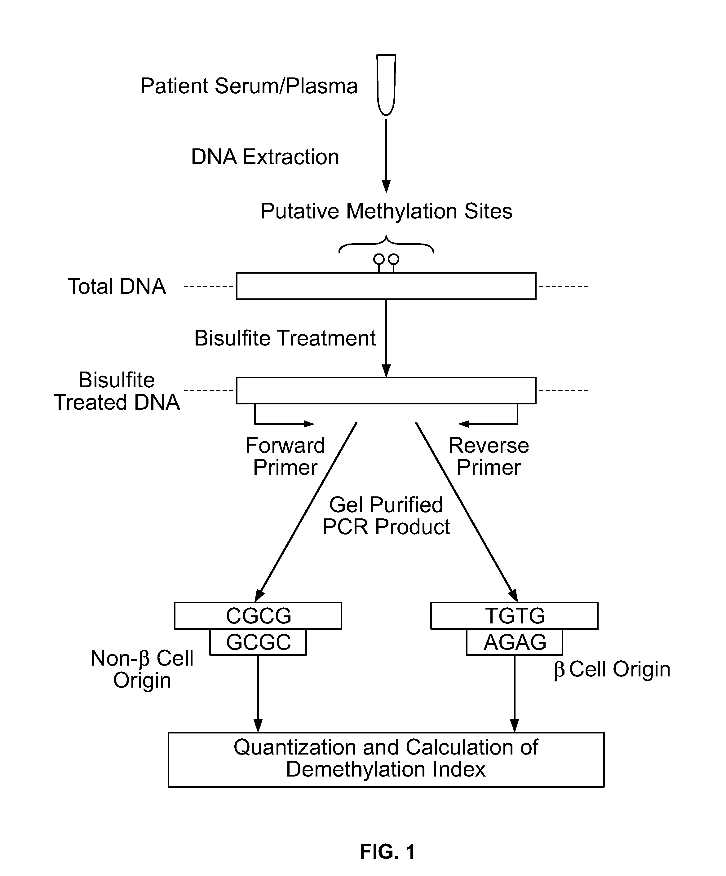 Method for using probe based PCR detection to measure the levels of circulating demethylated beta cell derived DNA as a measure of beta cell loss in diabetes