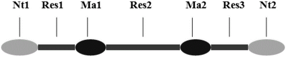 Fusion protein SACP, coding gene, engineering bacterium and application of fusion protein SACP