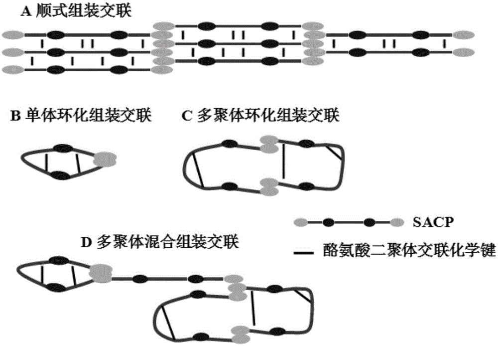 Fusion protein SACP, coding gene, engineering bacterium and application of fusion protein SACP