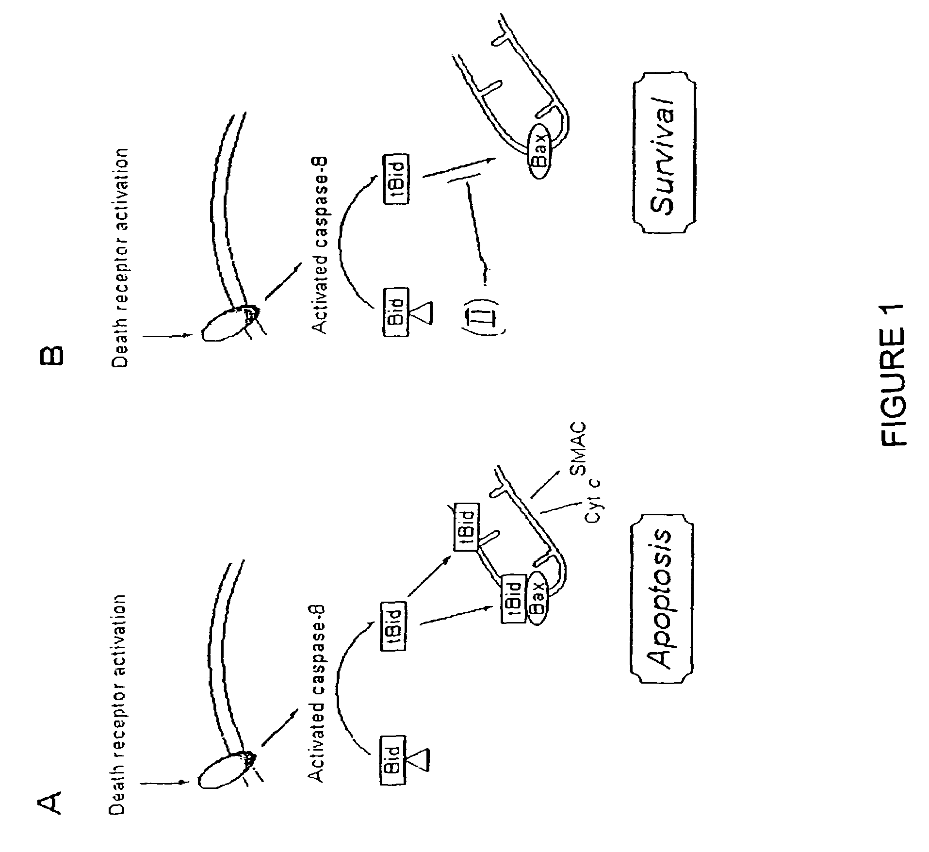 Inhibition of bid-induced cell-death using small organic molecules